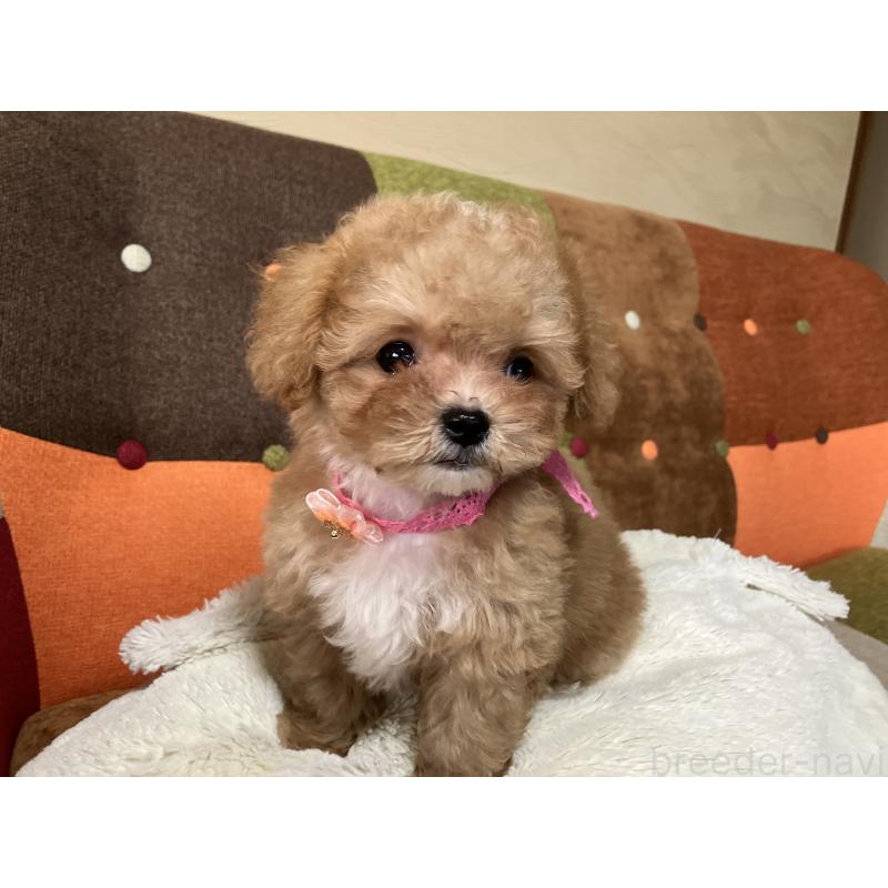 成約済の福岡県のマルプー:マルチーズ×トイプードル-426926の4枚目