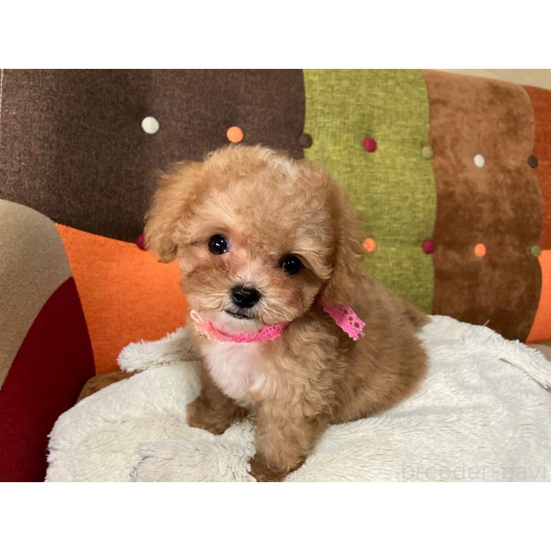 成約済の福岡県のマルプー:マルチーズ×トイプードル-426926の2枚目