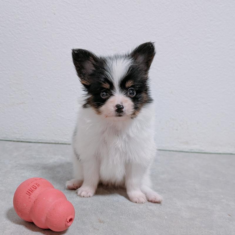 販売中の長崎県のパピヨン-428878