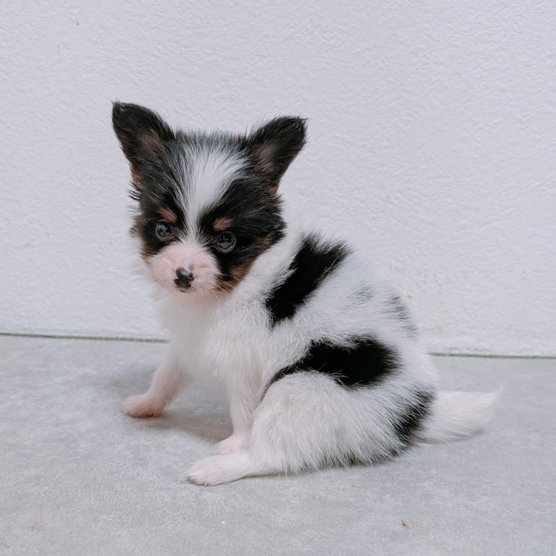 販売中の長崎県のパピヨン-428878の6枚目