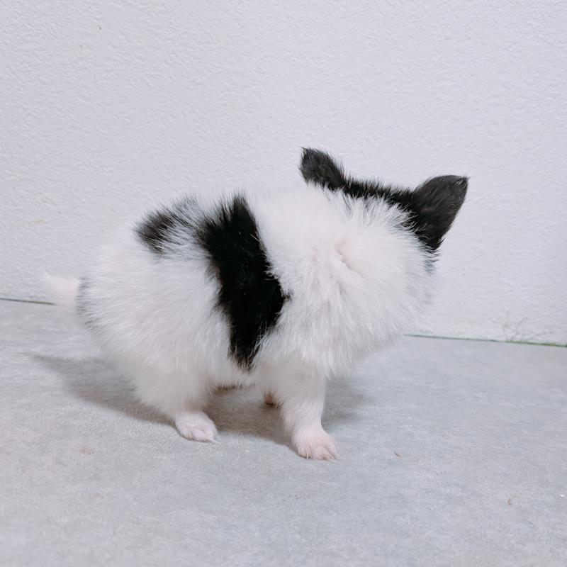 販売中の長崎県のパピヨン-428878の5枚目