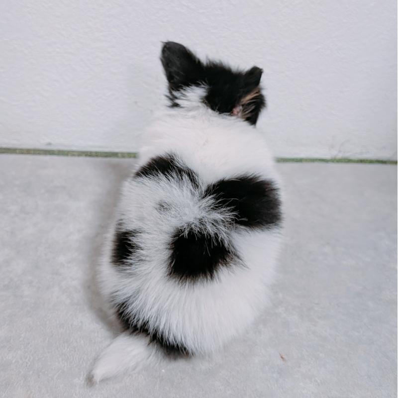 販売中の長崎県のパピヨン-428878の4枚目