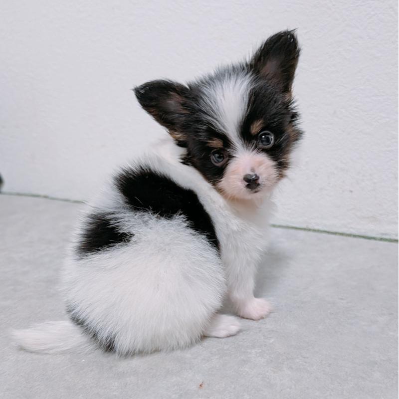 販売中の長崎県のパピヨン-428878の3枚目