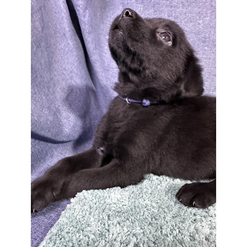 販売中の千葉県のミックス犬-424301の12枚目