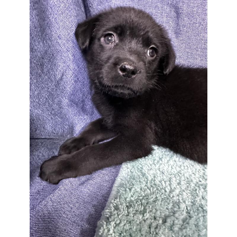 販売中の千葉県のミックス犬-424301の11枚目