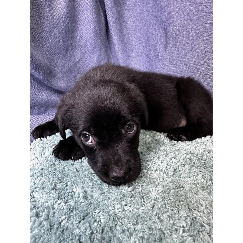 販売中の千葉県のミックス犬-424301の10枚目