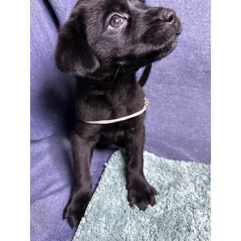 販売中の千葉県のミックス犬-424302の13枚目