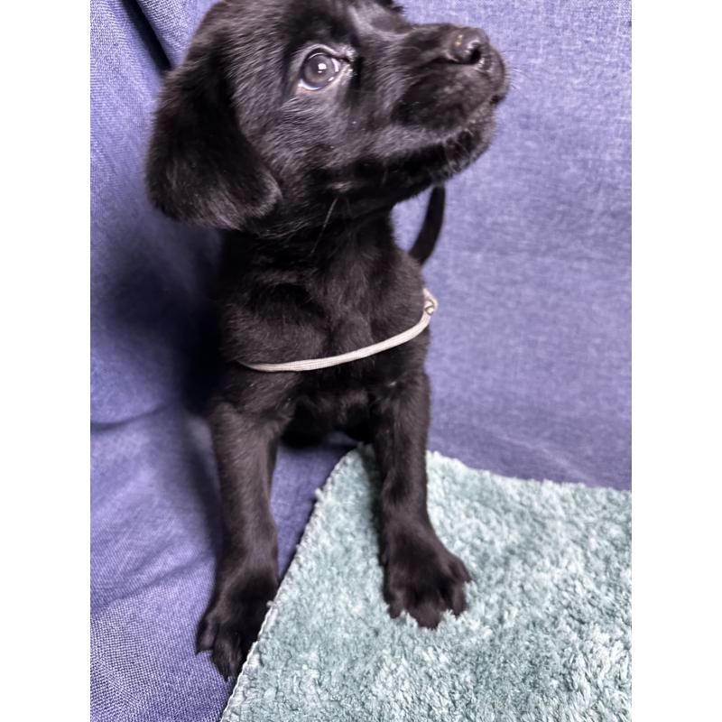 販売中の千葉県のミックス犬-424302の12枚目