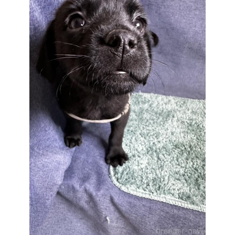 販売中の千葉県のミックス犬-424302の11枚目