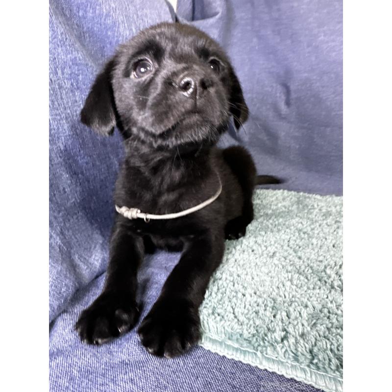 販売中の千葉県のミックス犬-424302の10枚目