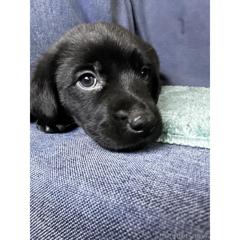 販売中の千葉県のミックス犬-424302の9枚目