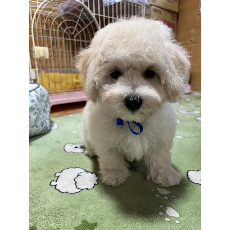 販売中の埼玉県のミックス犬-422347の6枚目