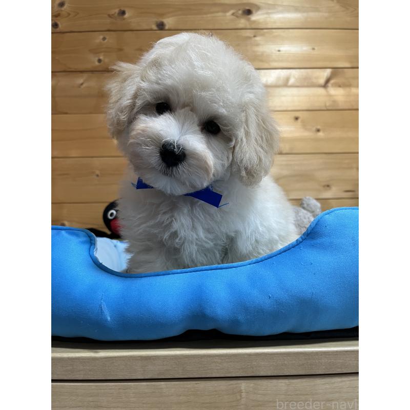 販売中の埼玉県のミックス犬-422347の5枚目