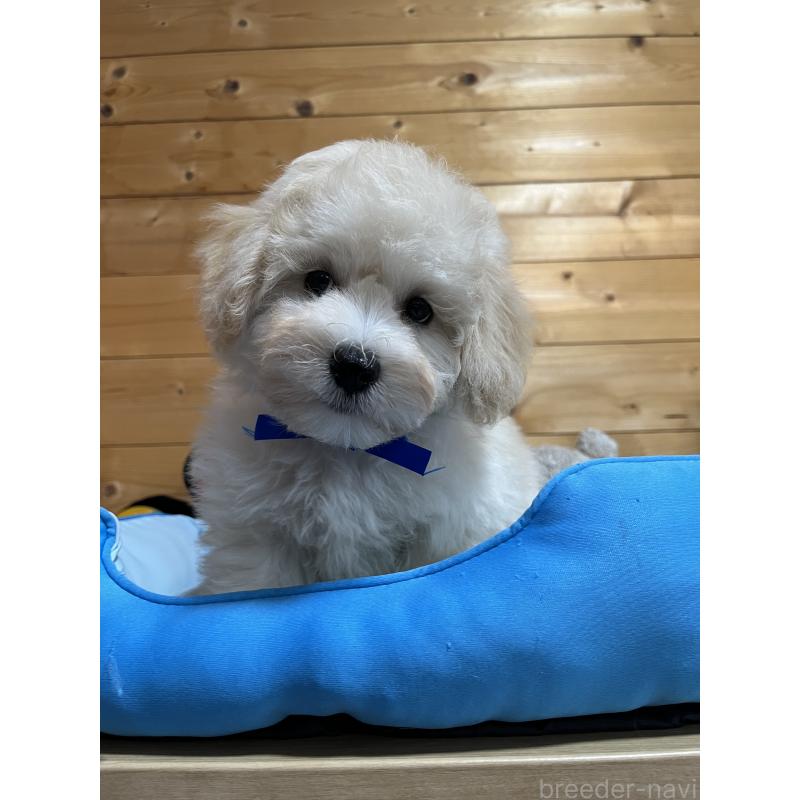 販売中の埼玉県のミックス犬-422347の4枚目