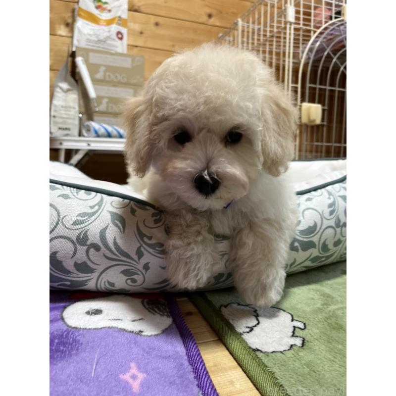 販売中の埼玉県のミックス犬-422347の3枚目