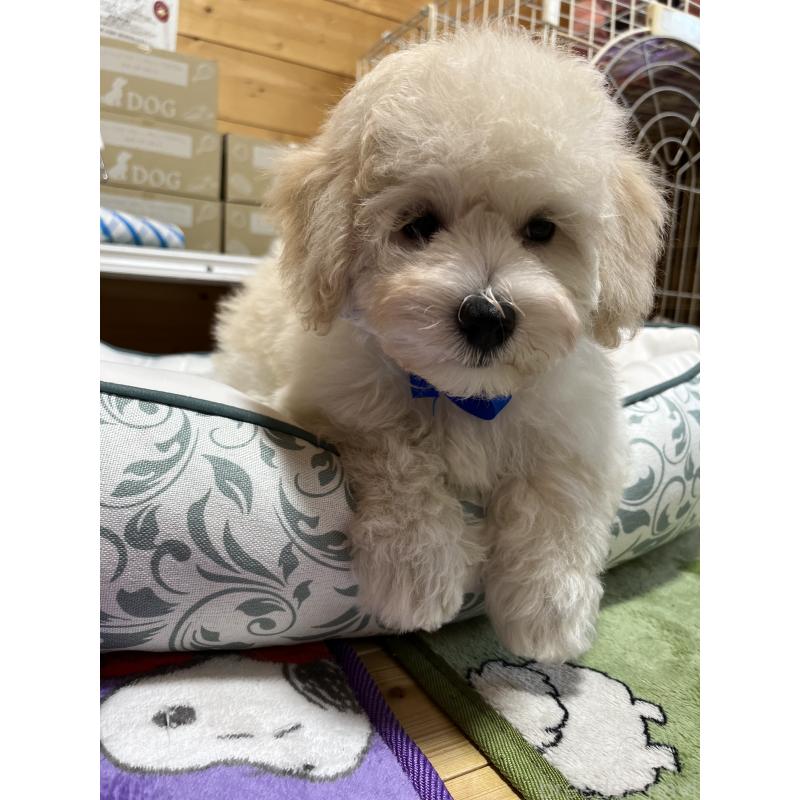 販売中の埼玉県のミックス犬-422347