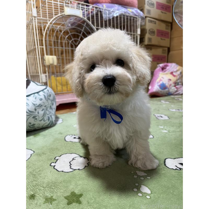 販売中の埼玉県のミックス犬-422347の2枚目