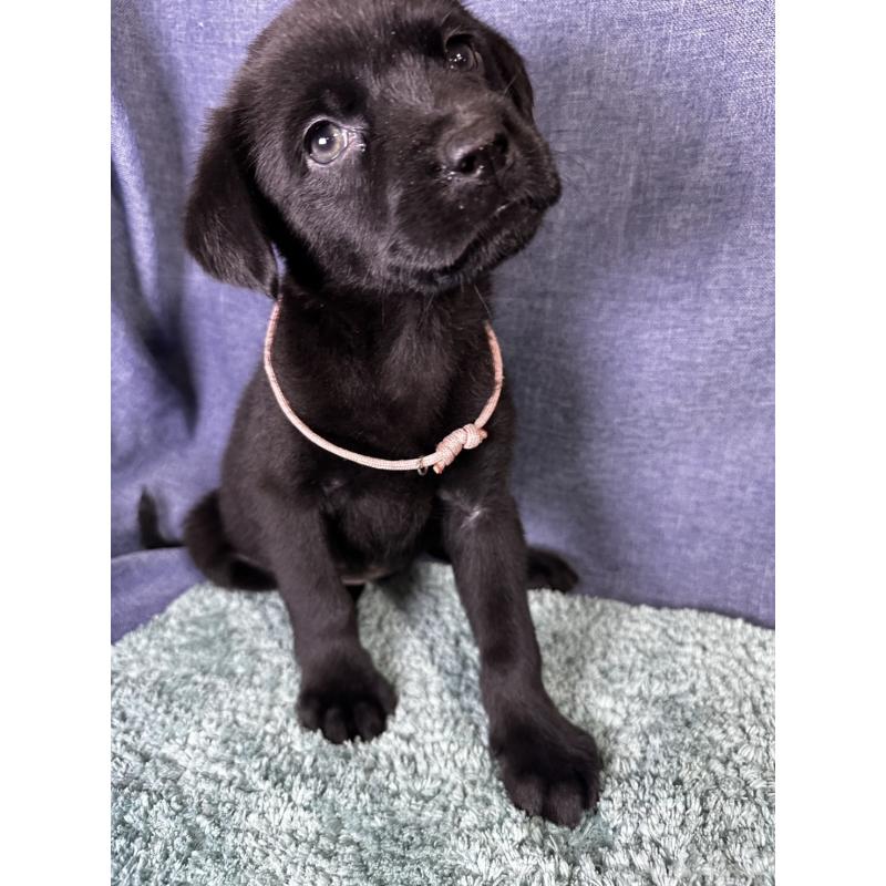 販売中の千葉県のミックス犬-424303の13枚目