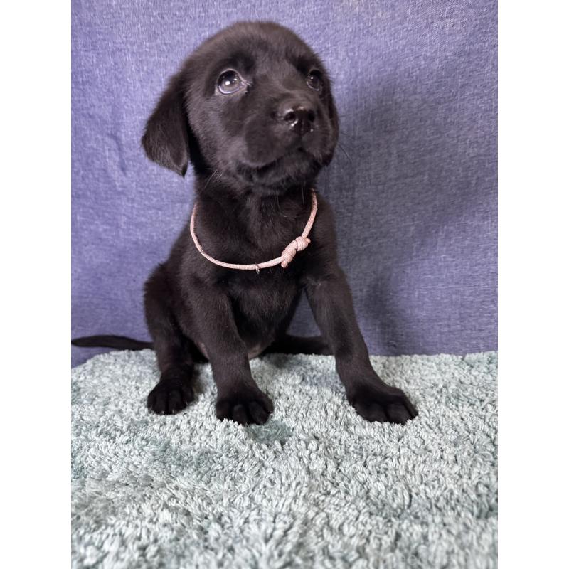 販売中の千葉県のミックス犬-424303の12枚目