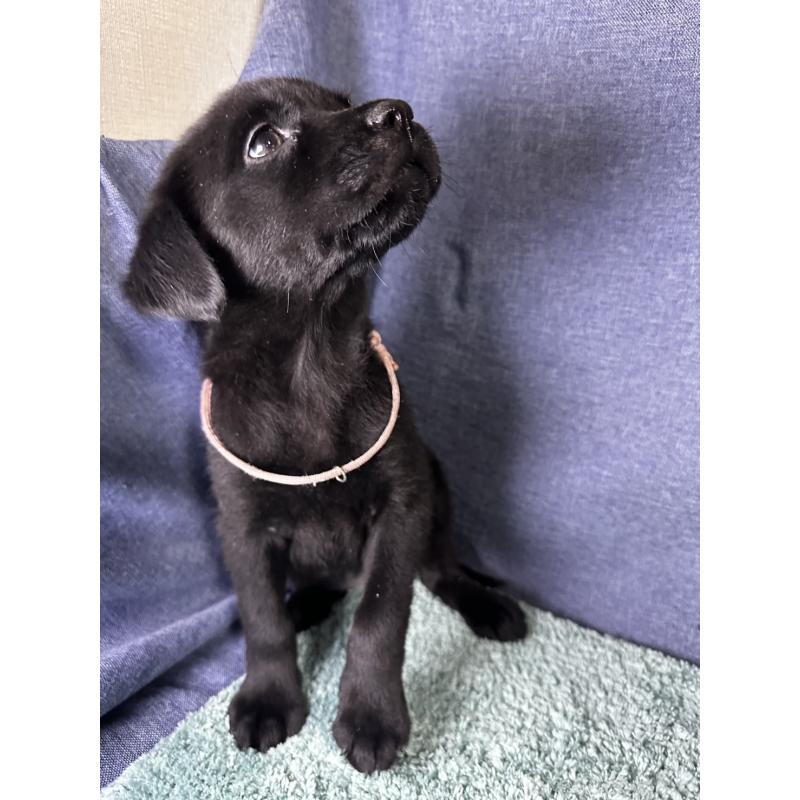 販売中の千葉県のミックス犬-424303の11枚目