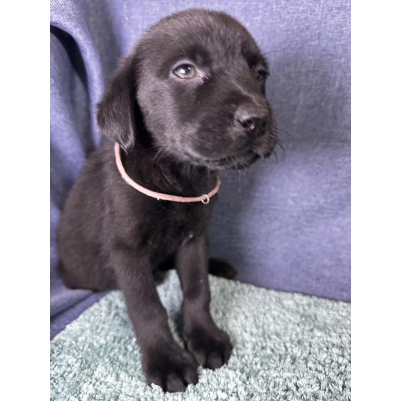 販売中の千葉県のミックス犬-424303の10枚目