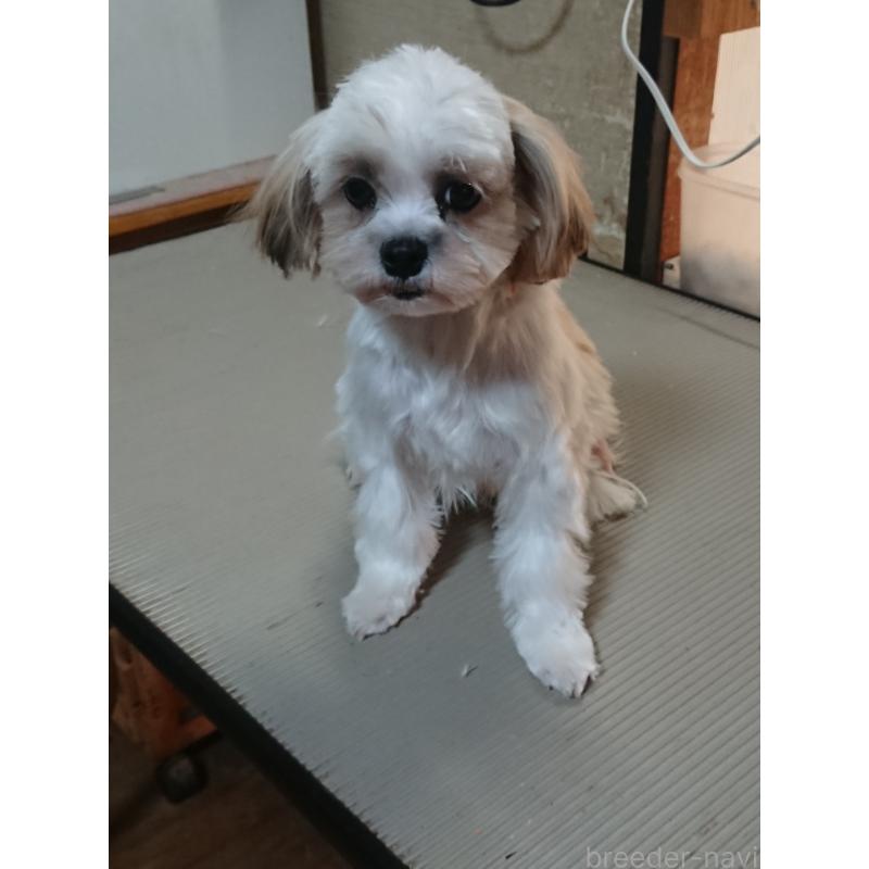 販売中の栃木県のマルシーズー:マルチーズ×シーズー-428879の5枚目