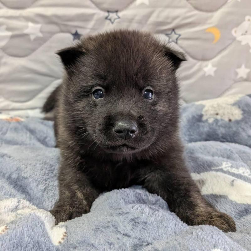 販売中の岡山県の甲斐犬-424873