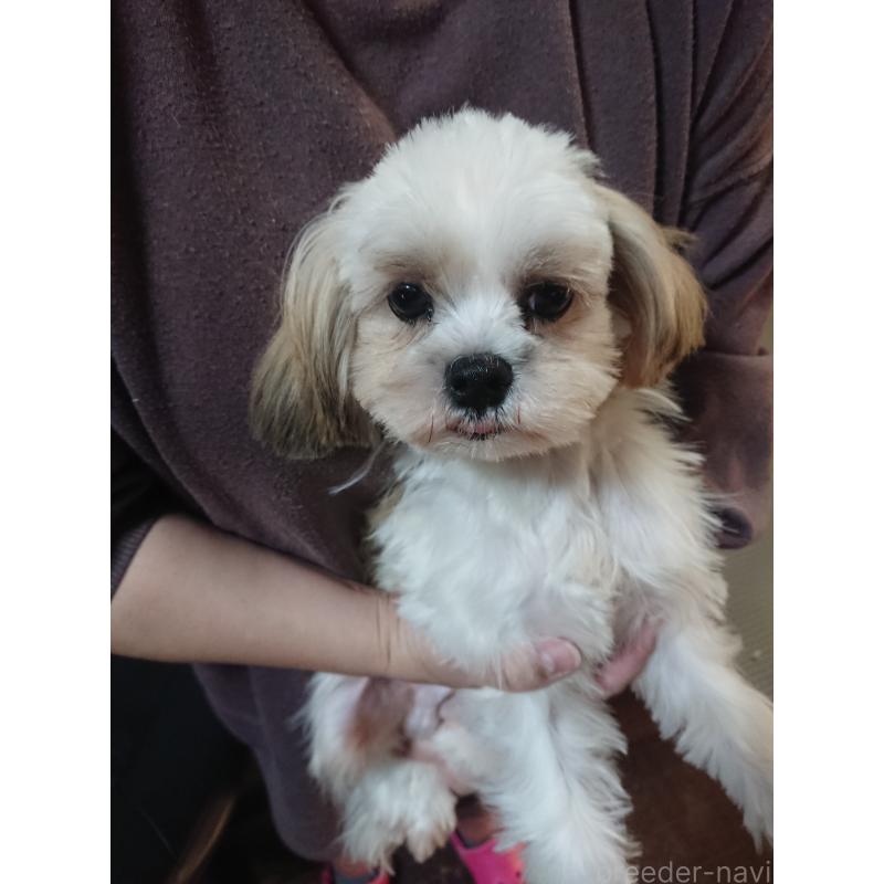 販売中の栃木県のマルシーズー:マルチーズ×シーズー-428879の1枚目