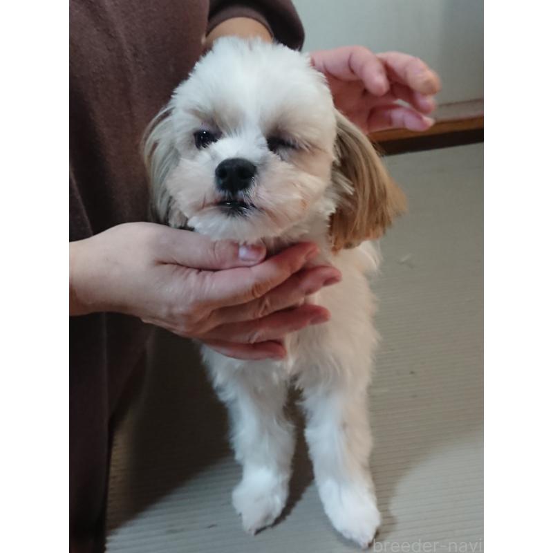 販売中の栃木県のマルシーズー:マルチーズ×シーズー-428879の4枚目