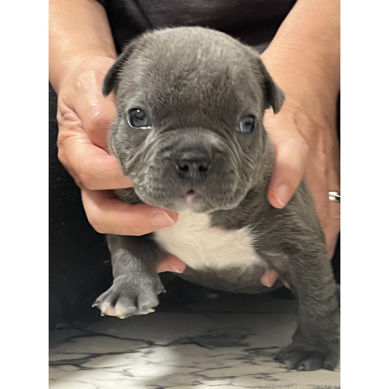 成約済の大阪府のアメリカンブリー-426677の6枚目