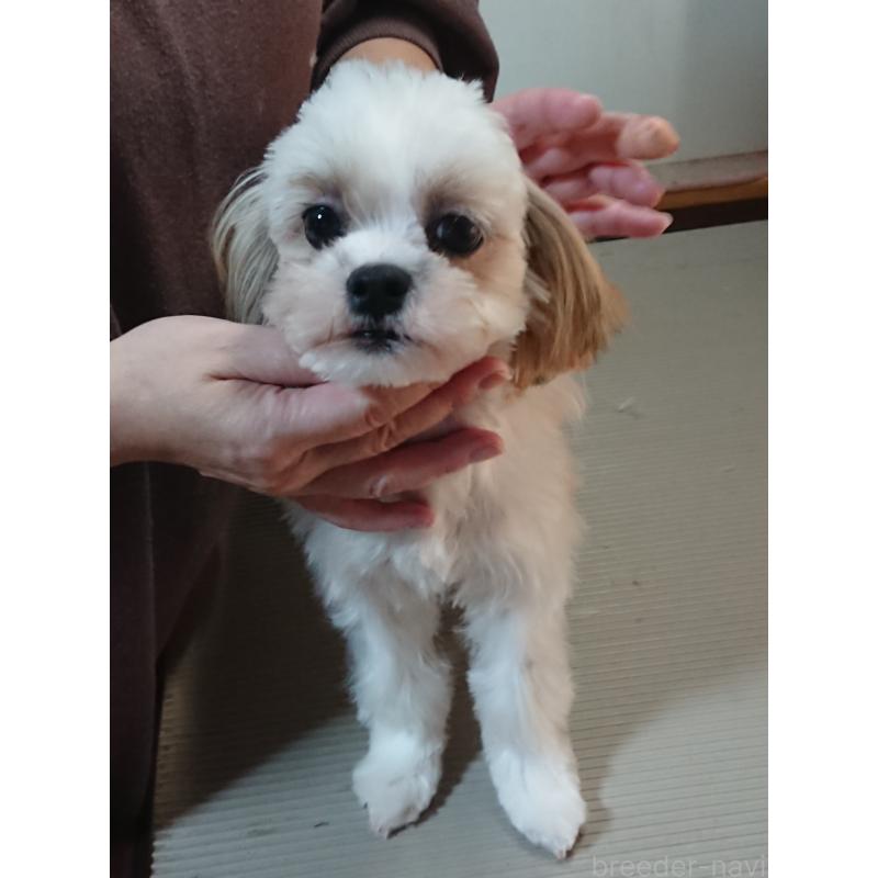 販売中の栃木県のマルシーズー:マルチーズ×シーズー-428879の3枚目