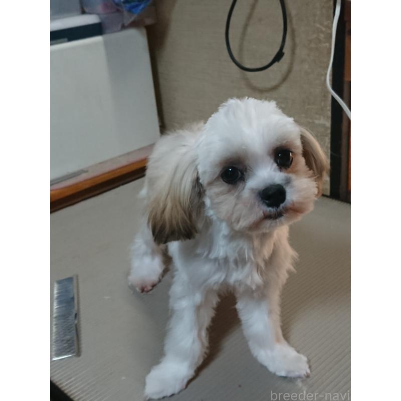 販売中の栃木県のマルシーズー:マルチーズ×シーズー-428879の2枚目