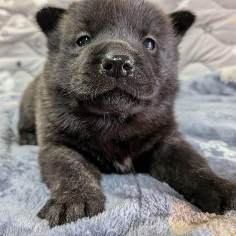 販売中の岡山県の甲斐犬-424875