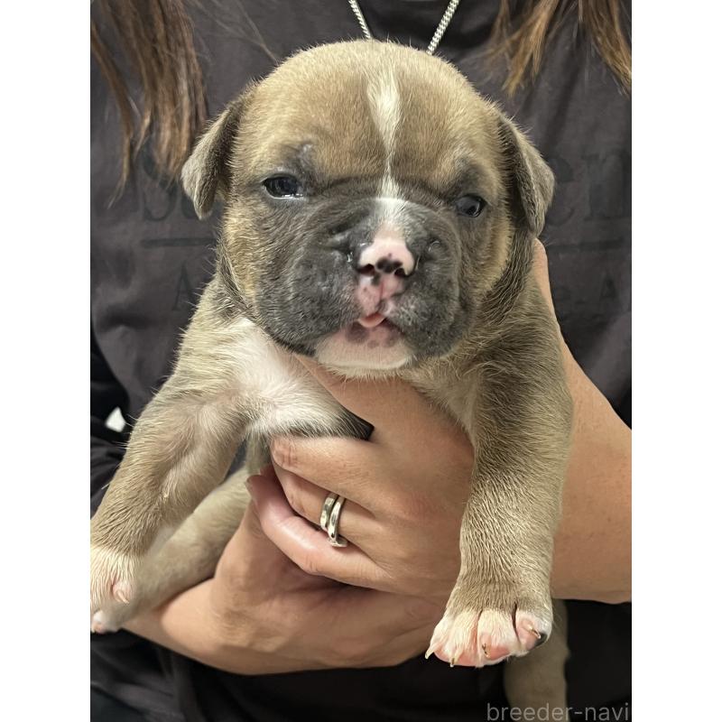 販売中の大阪府のアメリカンブリー-426675の14枚目