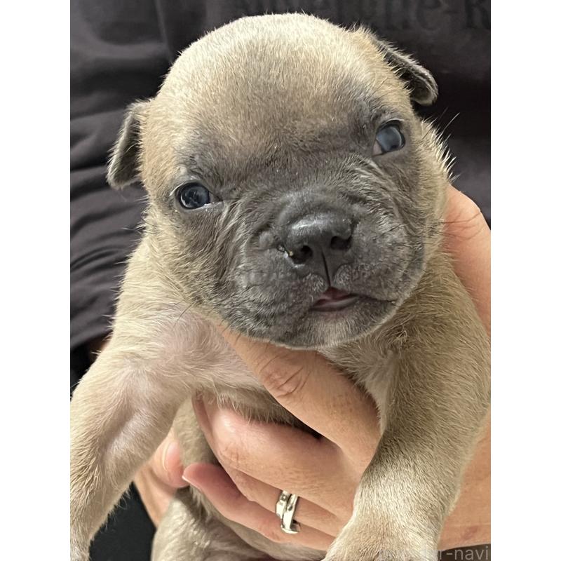 成約済の大阪府のアメリカンブリー-426676の8枚目