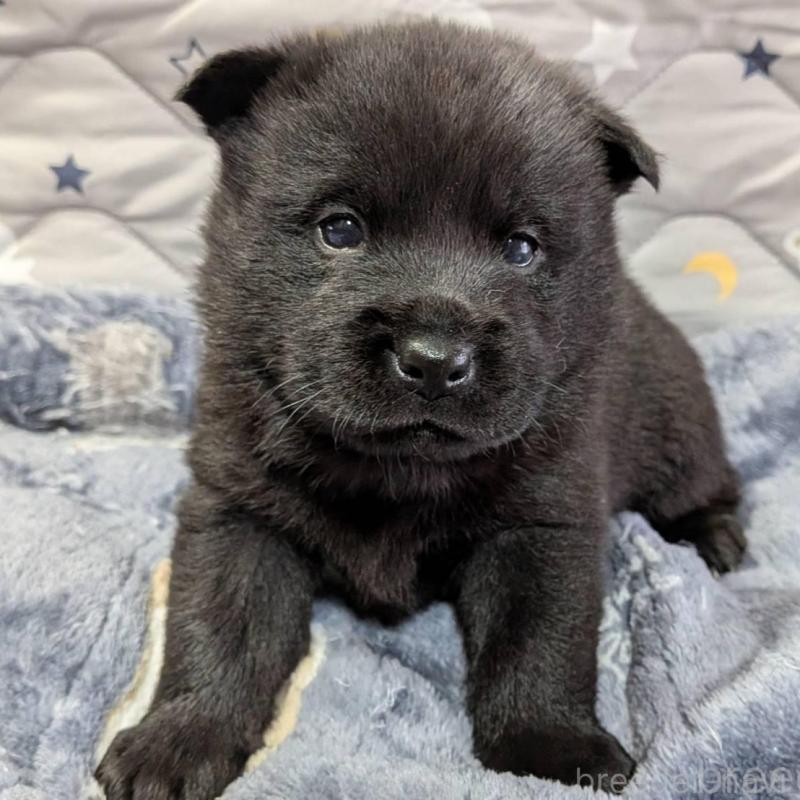 販売中の岡山県の甲斐犬-424240