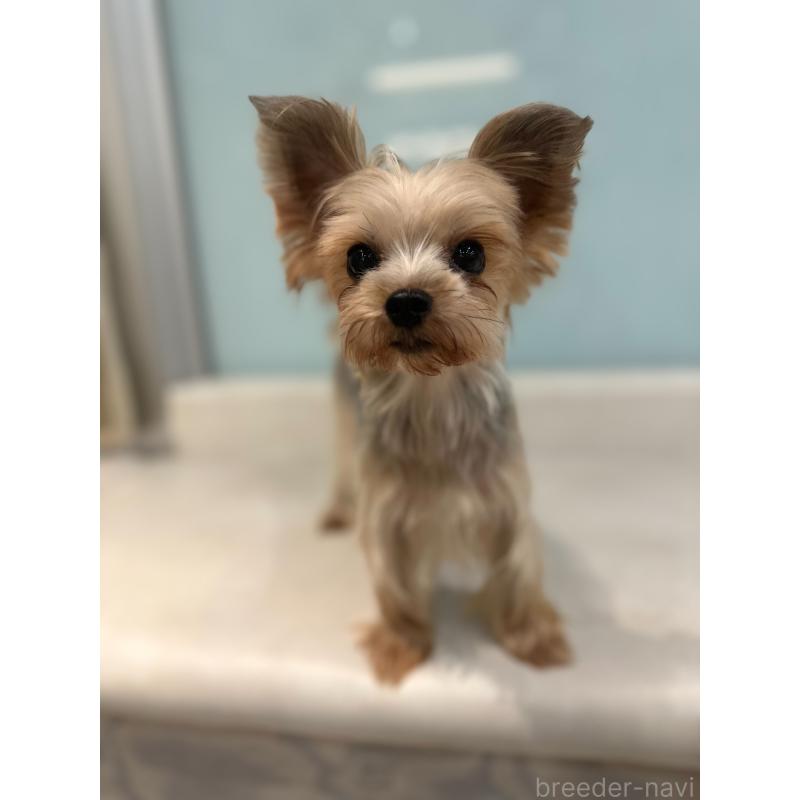 成約済の東京都のヨークシャーテリア-428398の3枚目