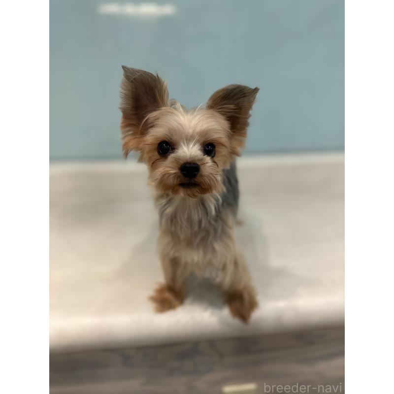 成約済の東京都のヨークシャーテリア-428398の2枚目