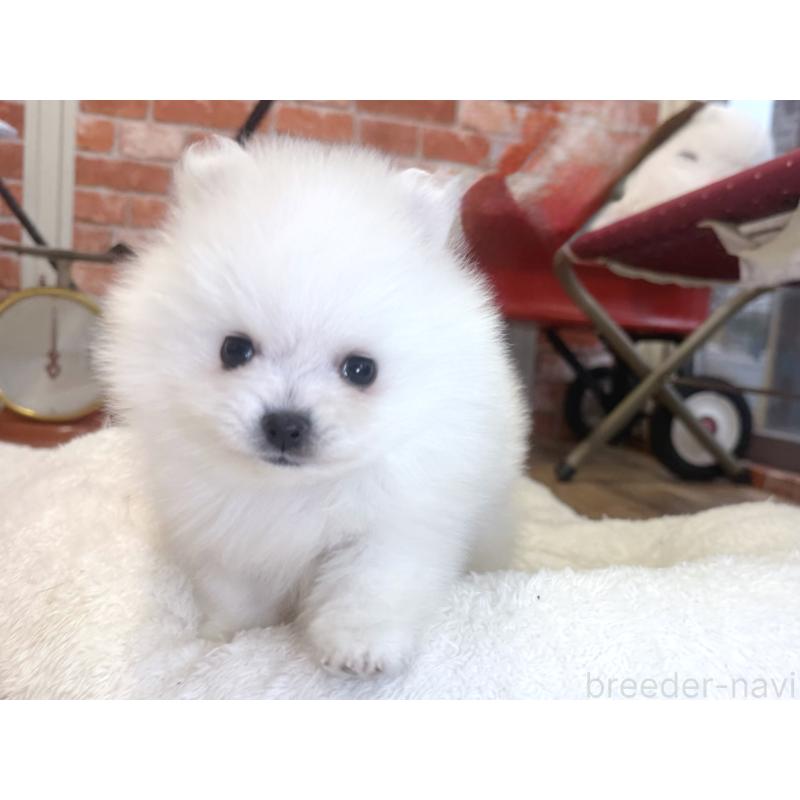 販売中の神奈川県のポメラニアン-428884の6枚目