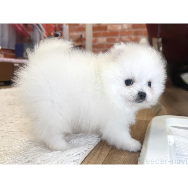 販売中の神奈川県のポメラニアン-428884の5枚目