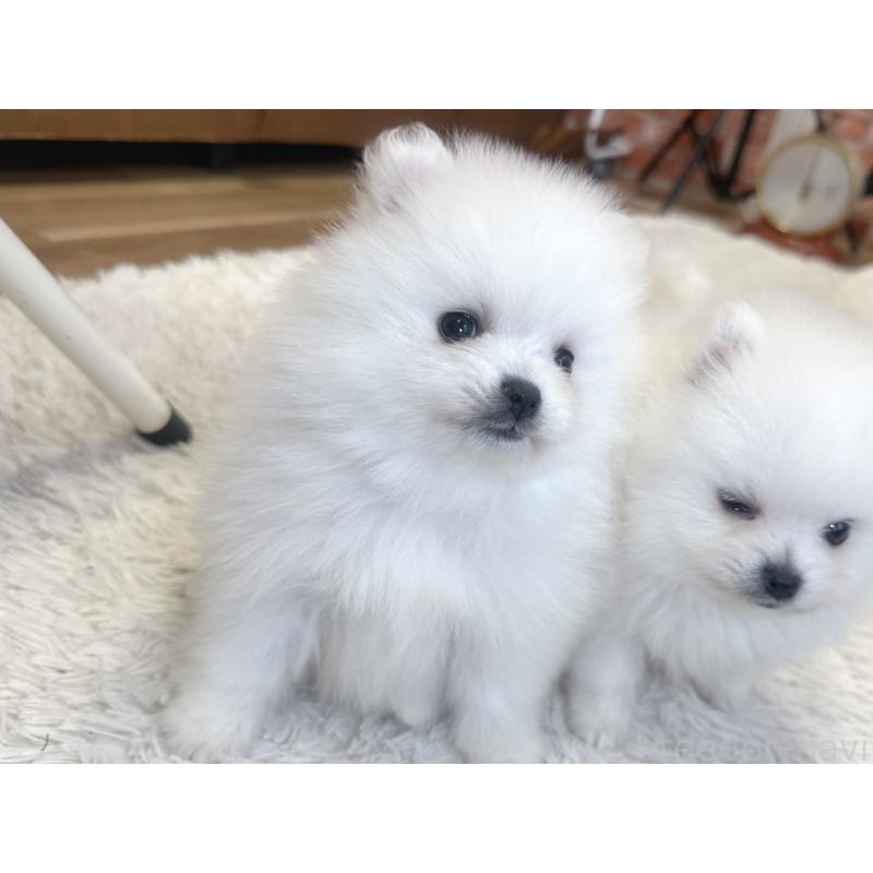 販売中の神奈川県のポメラニアン-428884の4枚目