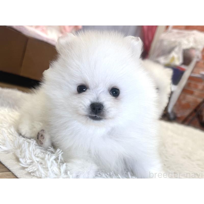 販売中の神奈川県のポメラニアン-428884の3枚目