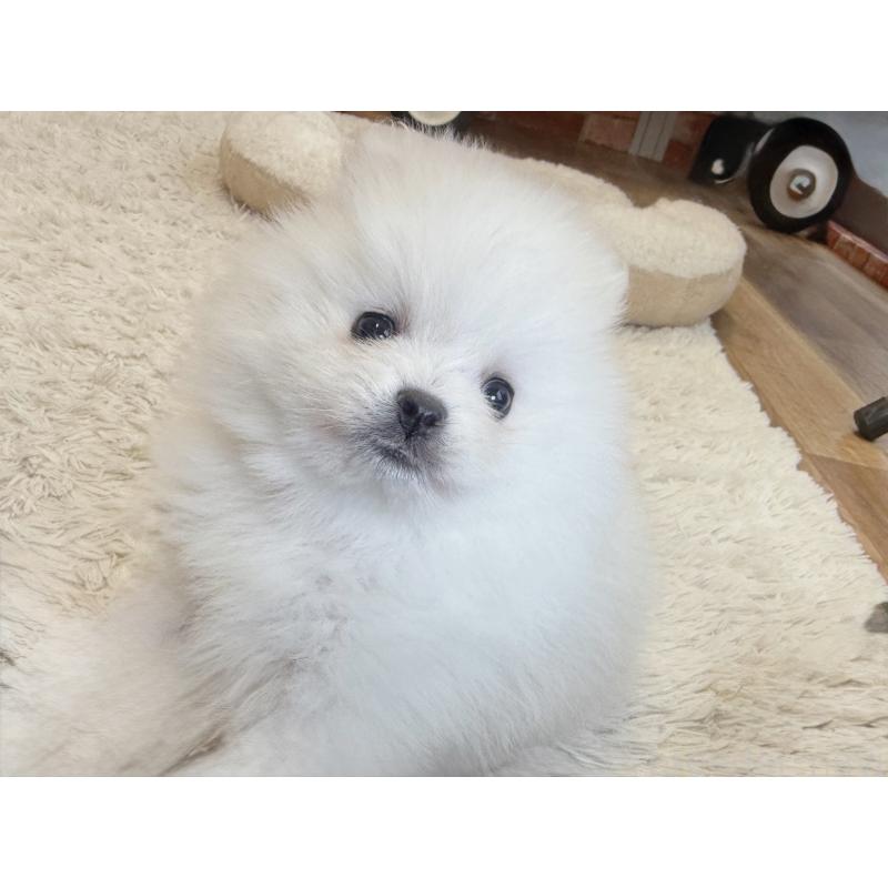販売中の神奈川県のポメラニアン-428884の2枚目