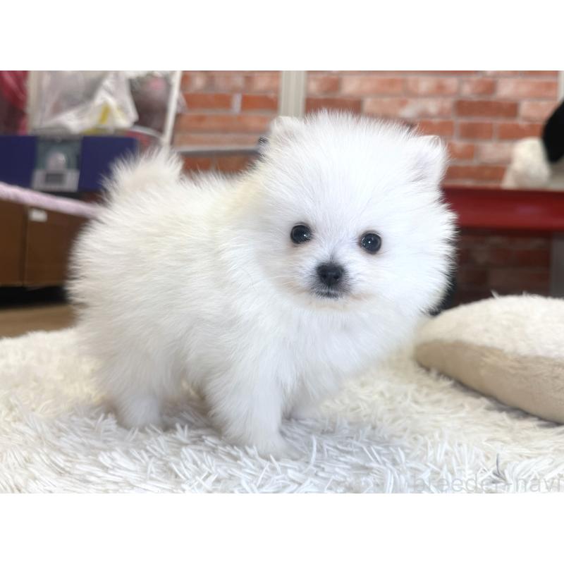 販売中の神奈川県のポメラニアン-428886の6枚目