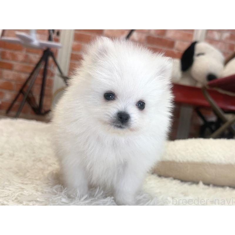 販売中の神奈川県のポメラニアン-428886の5枚目