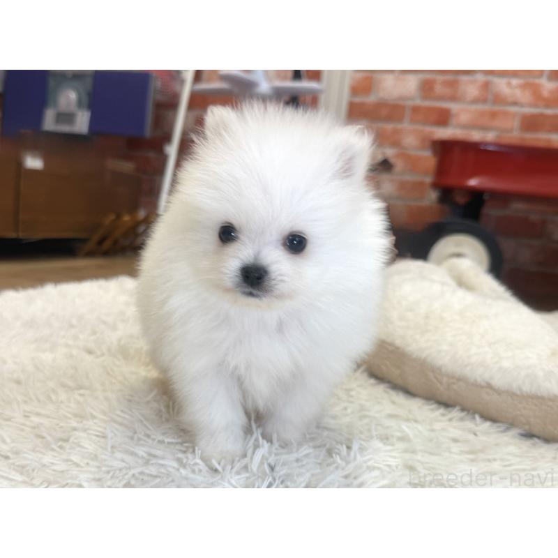 販売中の神奈川県のポメラニアン-428886の4枚目