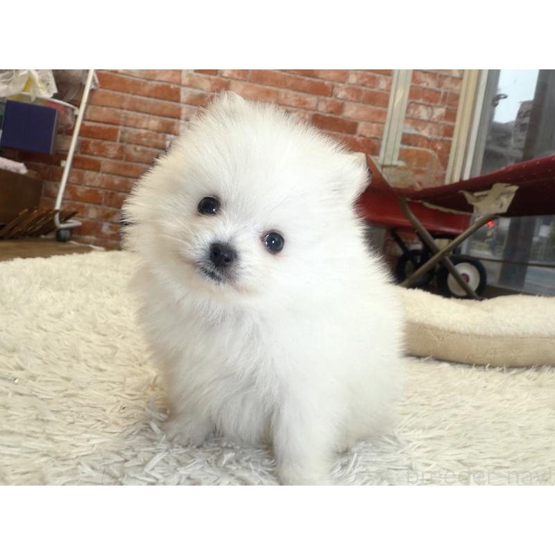 販売中の神奈川県のポメラニアン-428886の3枚目