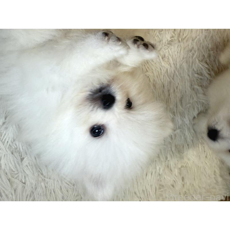 販売中の神奈川県のポメラニアン-428886の2枚目