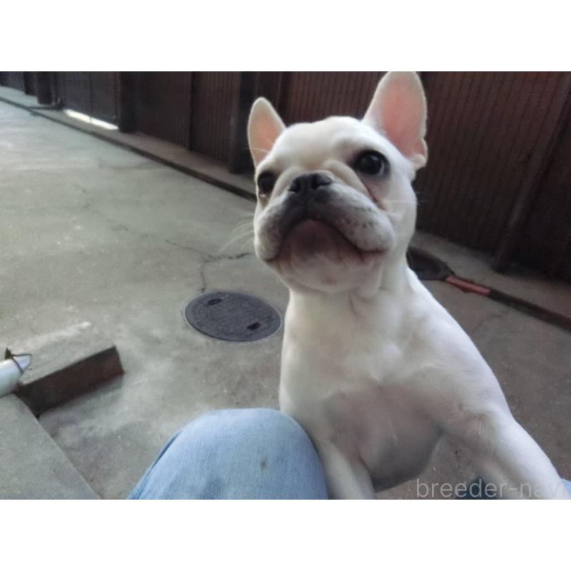 販売中の兵庫県のフレンチブルドッグ-394612の2枚目