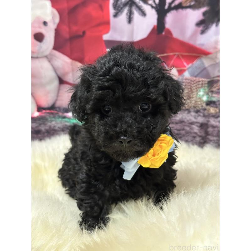 販売中の広島県のタイニープードル-428887の5枚目